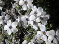 Phlox pulvinata