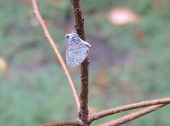 Leptotes pirithous