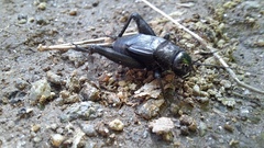 Nigrogryllus sibiricus