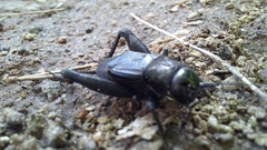 Nigrogryllus sibiricus