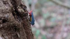 Kalidasa nigromaculata