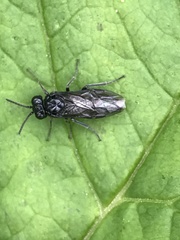 Tomostethus nigritus