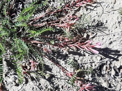 Astragalus monspessulanus