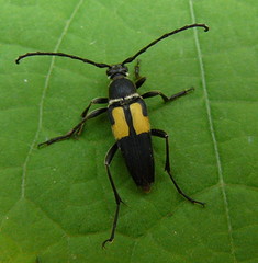 Typocerus lunulatus texanus