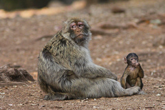 Macaca sylvanus