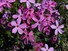 Phlox mollis