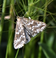 Evergestis frumentalis