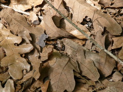 Pseudacris streckeri