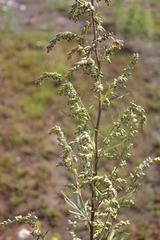 Artemisia mongolica