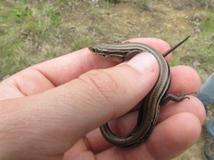 Plestiodon septentrionalis