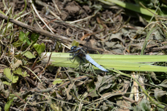 Orthetrum japonicum
