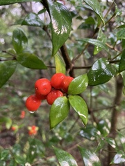 Alyxia magnifolia