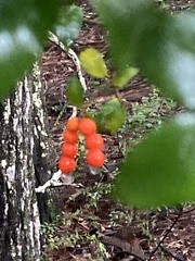 Alyxia magnifolia