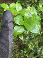 Alyxia magnifolia