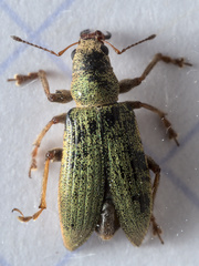 Pachyrhinus lethierryi