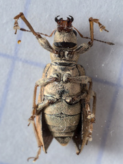 Pachyrhinus lethierryi