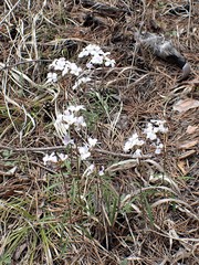 Cardamine trifida
