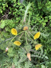 Sonchus