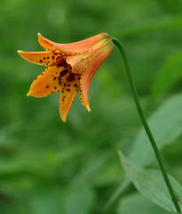 Lilium grayi