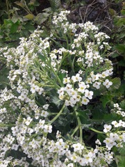 Crambe maritima