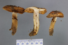 Cortinarius naphthalinus