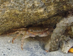Metopograpsus frontalis