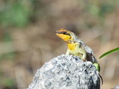 Leiocephalus personatus