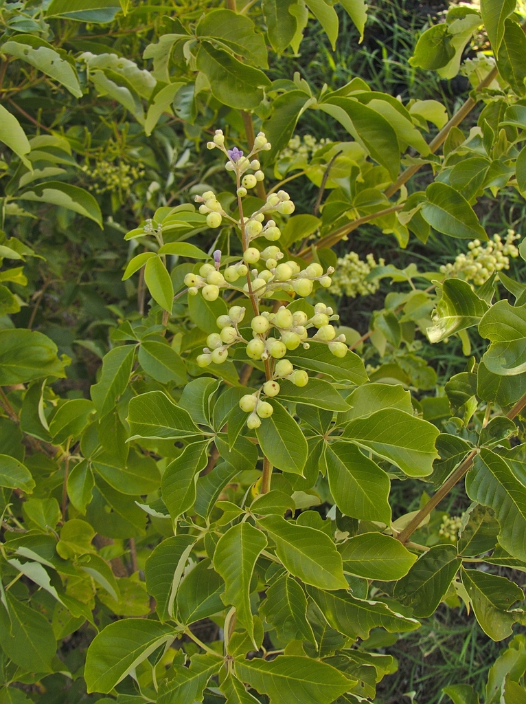 simpleleaf chastetree from Inskip QLD 4581, Australia on May 19, 2021 ...