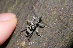 Chlorophorus macaumensis