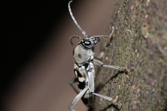 Chlorophorus macaumensis