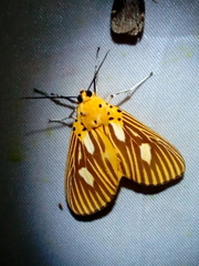 Asota orbona