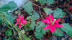 Euphorbia pulcherrima