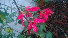 Euphorbia pulcherrima