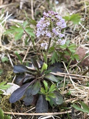 Noccaea caerulescens