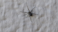 Steatoda grossa