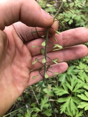 Noccaea caerulescens