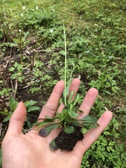 Noccaea caerulescens