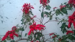 Euphorbia pulcherrima