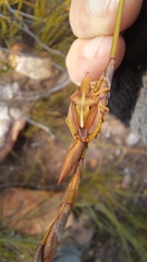 Tropicorypha bifida