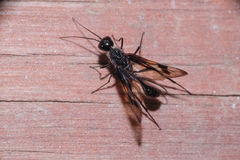 Pristaulacus comptipennis