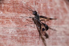 Pristaulacus comptipennis