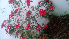 Euphorbia pulcherrima