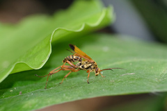 Macromerella honesta