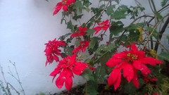 Euphorbia pulcherrima