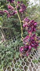 Millettieae