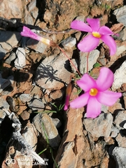 Oxalis leptogramma