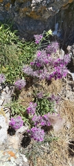 Stachys lavandulifolia