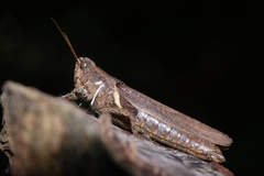 Xenocatantops brachycerus
