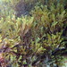 Northwest Pacific Brown Alga - Photo (c) Sylvain Le Bris, some rights reserved (CC BY-NC), uploaded by Sylvain Le Bris