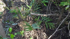 Acrostichum speciosum